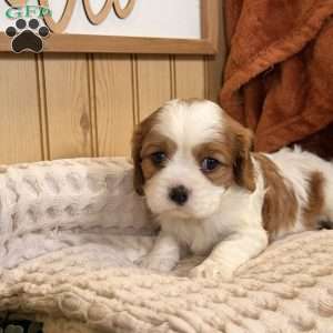 Carlet, Cavalier King Charles Spaniel Puppy